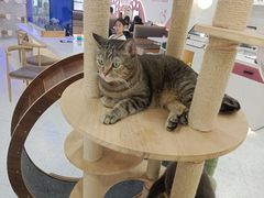 -喵园·猫主题咖啡厅·撸猫·猫咖(国贸店)