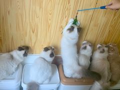 -鼓捣猫呢主题猫咖店