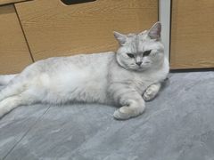 -爱洗澡的猫(望京店)