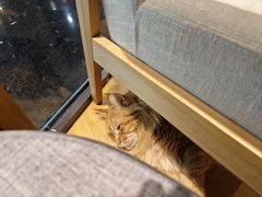 -藏猫猫咖啡主题馆(中央大道店)