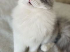 -猫大福·Fortune Cat猫舍(百子湾店)