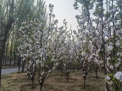 -将府公园
