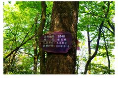 -张家界天门山国家森林公园