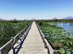 -哈素海