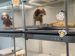 -翊宠yipet猫狗购宠庄园犬舍•猫舍