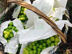 -马陆小张葡萄园农家乐