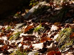 -黑河国家森林公园