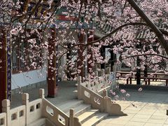 -桃花堤公园