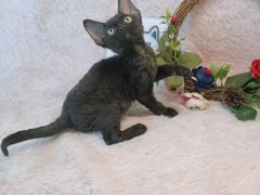 -十年猫舍·猫咪专门店(普陀店)
