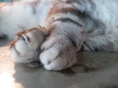 -more than meow吴止猫主题餐厅(承德 中船汇店)