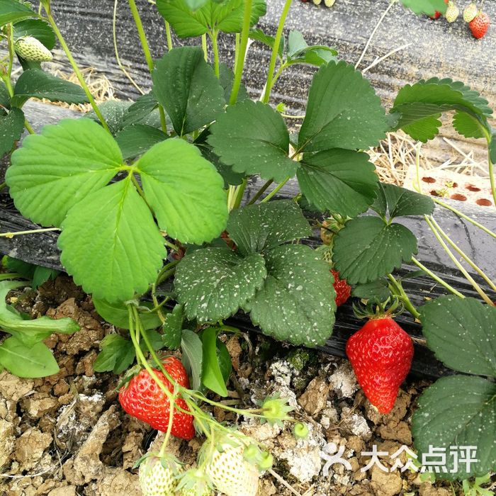 蔚然花海草莓采摘园