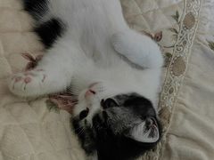 -创凡宠物医院·骨专科  猫科中心(西乡分院)