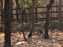 -清迈夜间动物园