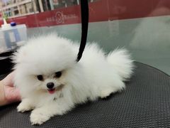 -宠物家(大兴旧宫店)