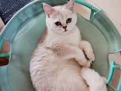 -lincat·猫舍(广州店)