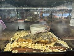 -帕帕拉兹宠物(亚洲旗舰店)