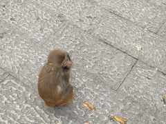 -苏州上方山国家森林公园