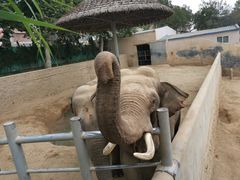 -西霞口神雕山野生动物世界