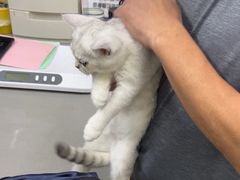 -爱侣宠医·鹦鹉专科·小型哺乳类·异宠专科(灵石路店)