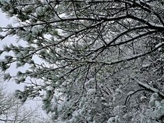 -庐山风景区花径公园