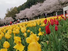 -苏州上方山国家森林公园