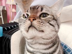 -暖阳宠物医院·犬猫康复中心·骨科