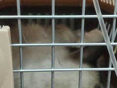 -伟伟宠物医院·CT影像中心·瑞派犬猫综合性门诊(汉口总院)