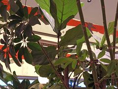 -桂满陇·蟹黄小笼汤包(中山公园店)
