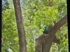 -J Create城市露营咖啡·简餐·宠物(上海动物园店)