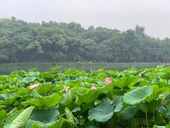 -桐香园小笼包(百井坊巷店)