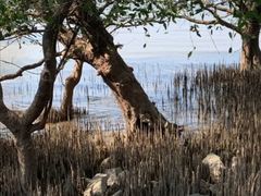 -宝安西湾红树林湿地公园