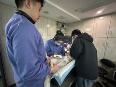 -半岛宠物医院24小时(科华中路店)