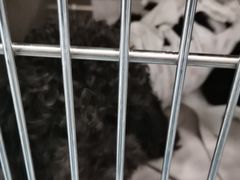 -萌兽医馆·犬猫专科·眼科中心·宠物医院(朝阳门分院)