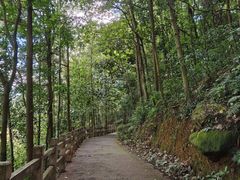 -东莞市大岭山森林公园