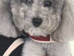 -心仪动物医院·牙专科·肿瘤·心脏科(西客站院)