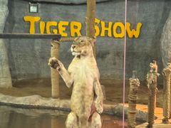 -清迈夜间动物园