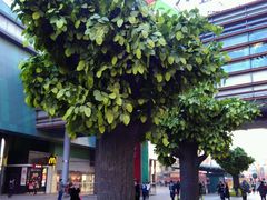 -大悦城(沈阳中街店)