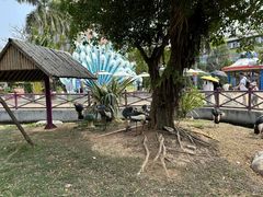 -灵玲国际马戏城