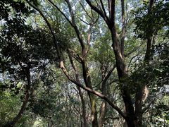 -苏州上方山国家森林公园