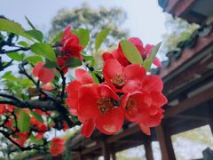 -南山植物园