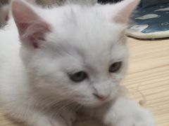 -屋虎猫馆(宝安大仟里店)