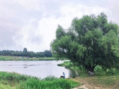 -蒲河岛湿地公园