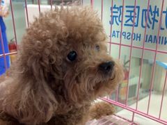 -芭比堂动物医院(广州爱宠下渡路分院)