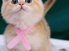 -喵百万·布偶·蓝金金渐层英短·猫舍(百子湾店)