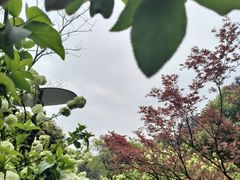 -铁山坪森林公园