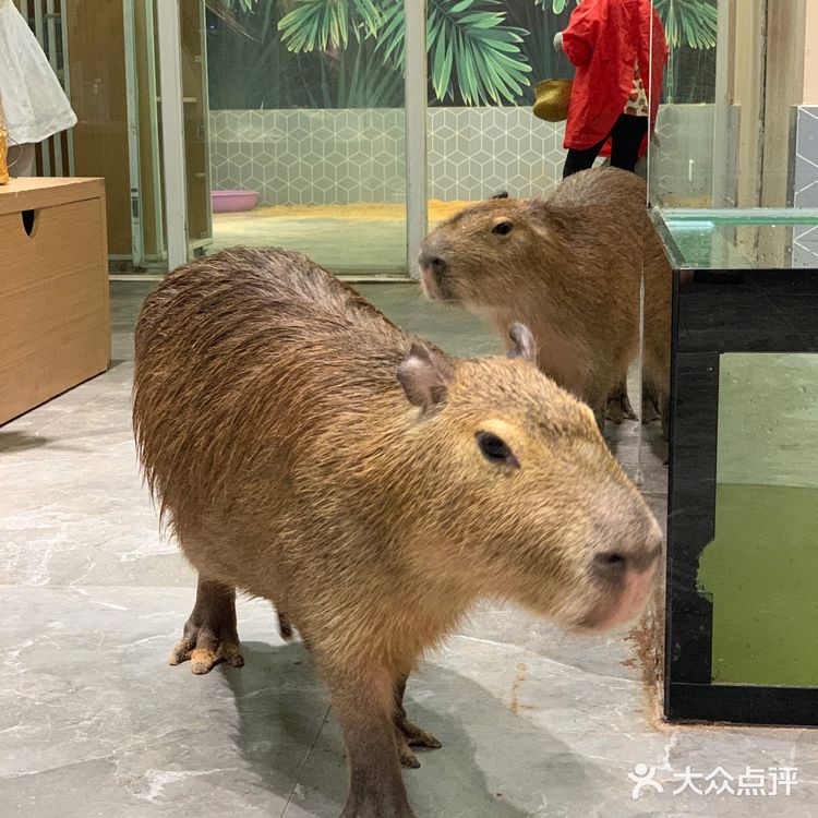 福田萌宠店｜性价比高，周末快来rua它们