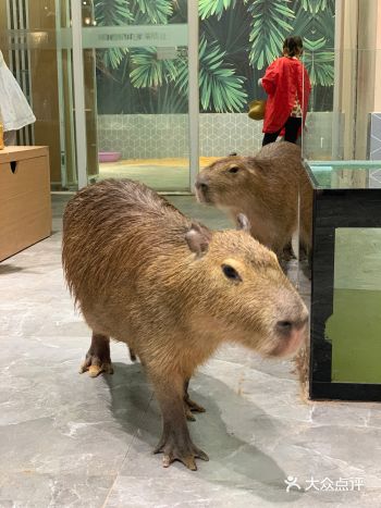 福田萌宠店｜性价比高，周末快来rua它们