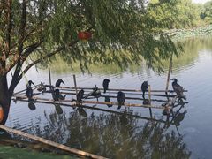 -长兴太湖图影湿地文化园