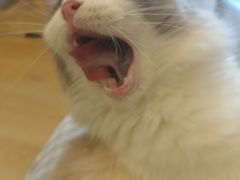 -有喵·猫咖·狗咖·30几只猫10只小狗(岗厦店)