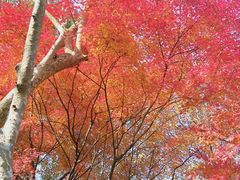 -西湖风景区-江洋畈生态公园